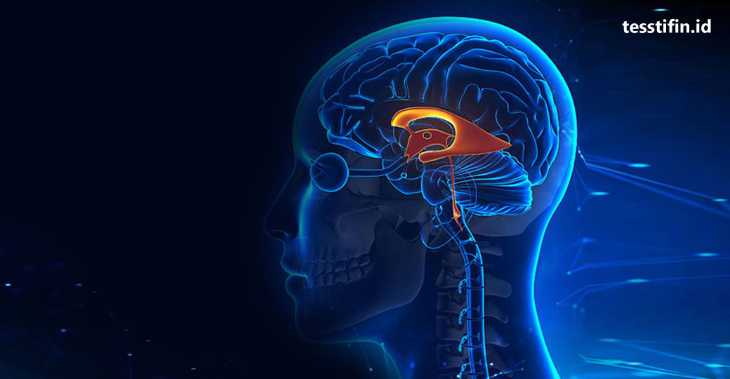 Konsep STIFIn | Struktur Otak, DNA